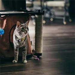 CAT OTHER SUPPLIES