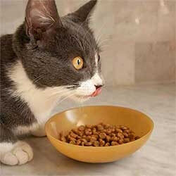 CAT DEALS